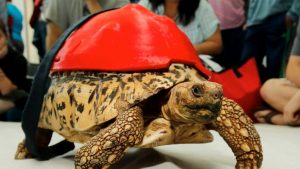 Conoce la historia de la pequeña tortuga Cleopatra