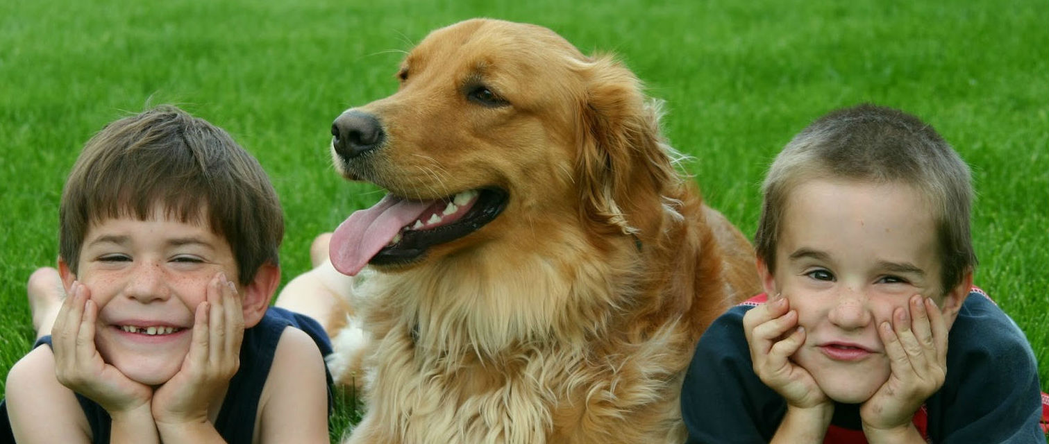 Perros con sus dueños