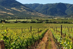 Ruta del vino en Tren