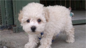 La tierna historia de "Buddy"