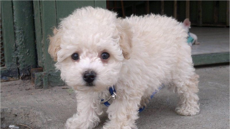 La tierna historia de "Buddy"