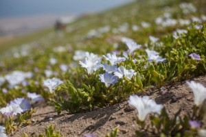 La belleza del desierto florido