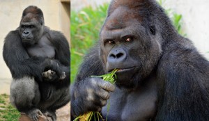 Conoce a Shabani, el gorila que conquista a Japón