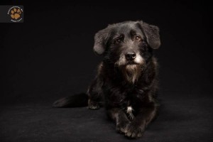 Fotógrafo rompe el mito del "síndrome del perro negro"