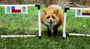 El zorro Zincha ya dijo su veredicto del partido de Chile- Bolivia