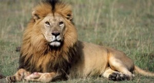 #EcoDato Justicia para el león Cecil