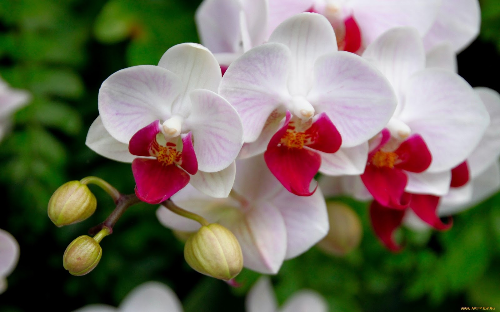 orquidea-preciosa