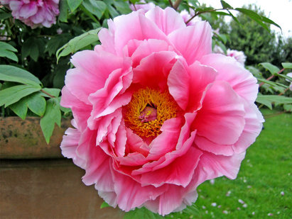 peonia
