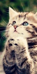 Mitos y Verdades Sobre los Gatos