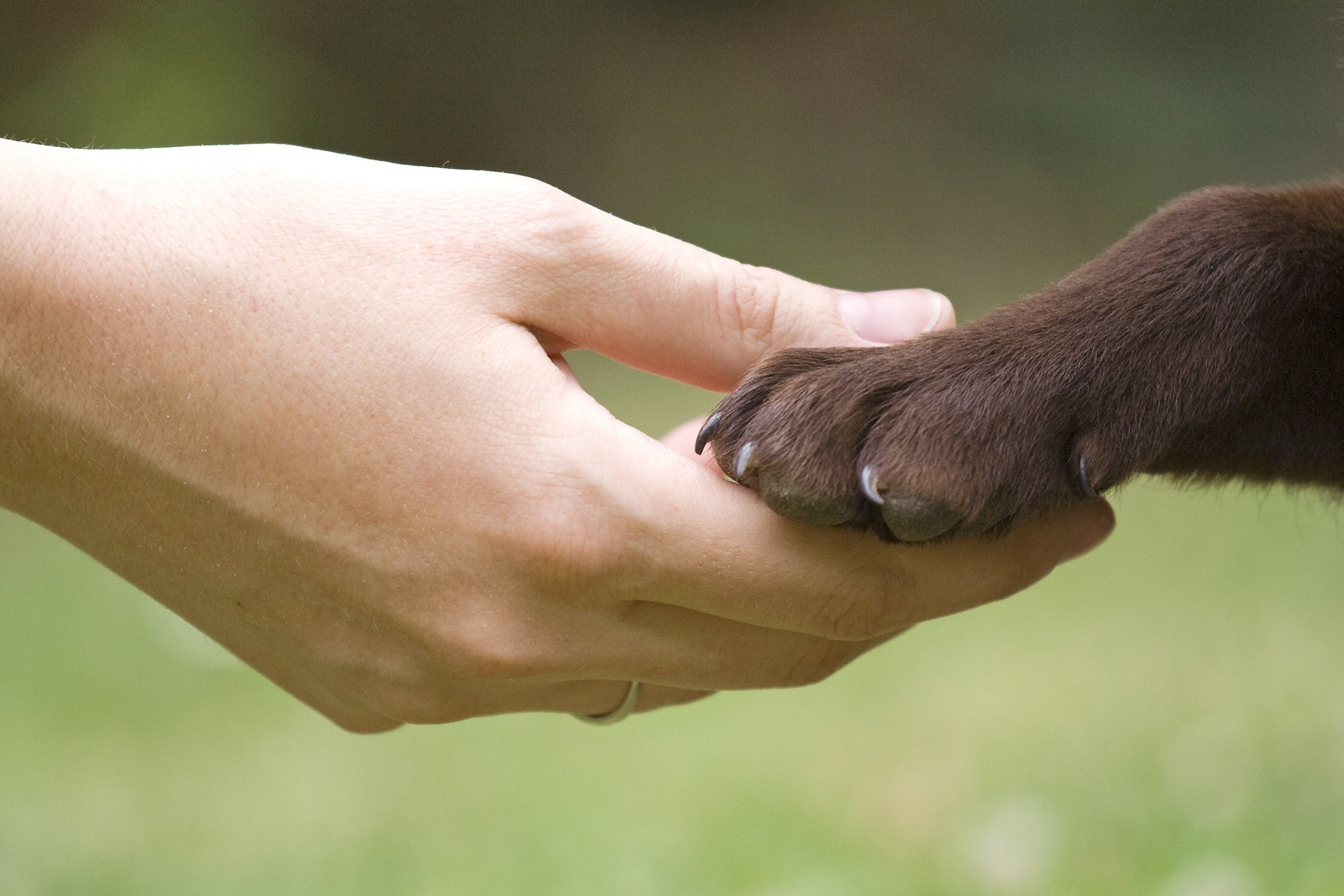 Una mano tomando la patita de un perro