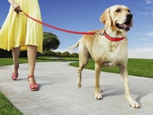 Atentos #doglovers... ¿qué pasa con la conquista?