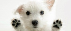 ¡Qué lindo! Salvó a perrito en Arica