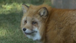 El zorro Zincha predice el ganador del partido Chile -Perú