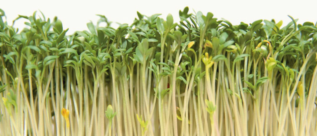 Descubre los beneficios de los germinados