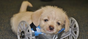Tumbles, el tierno cachorro de dos patas