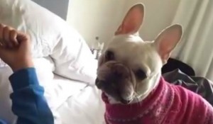 Este perro es fanático de Cachureos