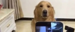 El perro fotogénico que sonríe a la cámara
