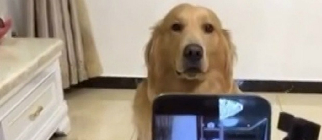 El perro fotogénico que sonríe a la cámara