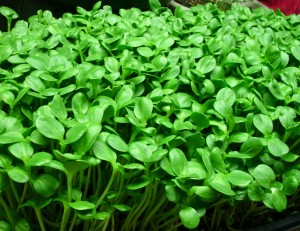 Conoce cómo energizarte y limpiar tu organismo