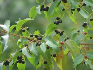 Gana energía y cuida tu piel con estos alimentos