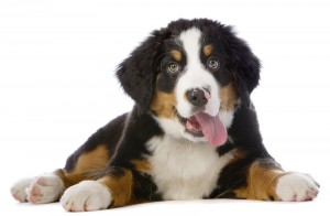 Ponle cabeza de perro a tu foto