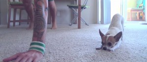 El Perrito Que Sigue a su Dueño en Yoga