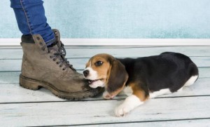 Consejos para ponerle nombre a tu cachorro