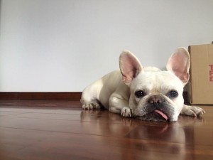 Conoce a la perrita chilena que es toda una celebridad