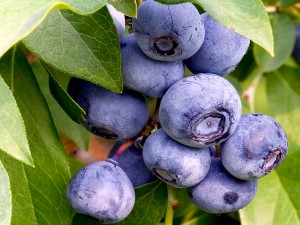 Razones por las que deberías incluir el arándano en tu dieta