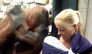 ¡La más tierna del mundo! El hermoso gesto de esta orangután