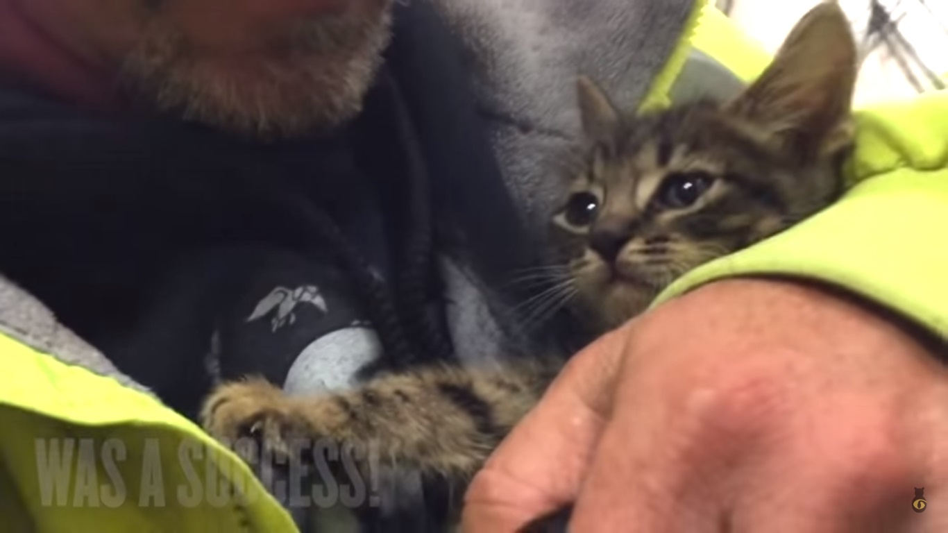 Mira el emocionante rescate de un gatito atrapado por más de 30 horas