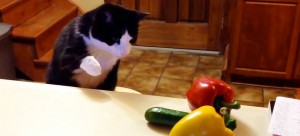 Estos gatos se "enfrentan" con unos malvados pepinos
