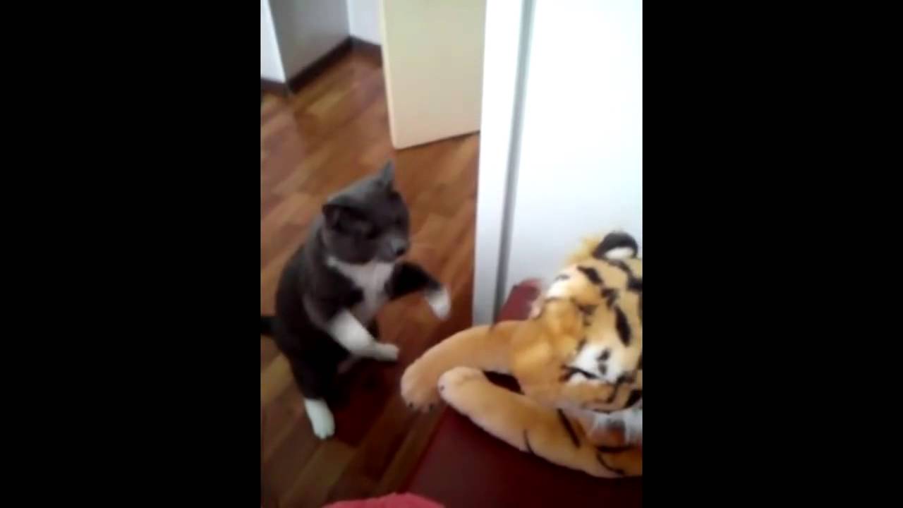 El gato que se cree boxeador