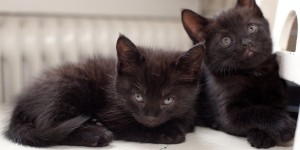 ¡Qué ternura! Estos gatitos tienen un amigo muy especial