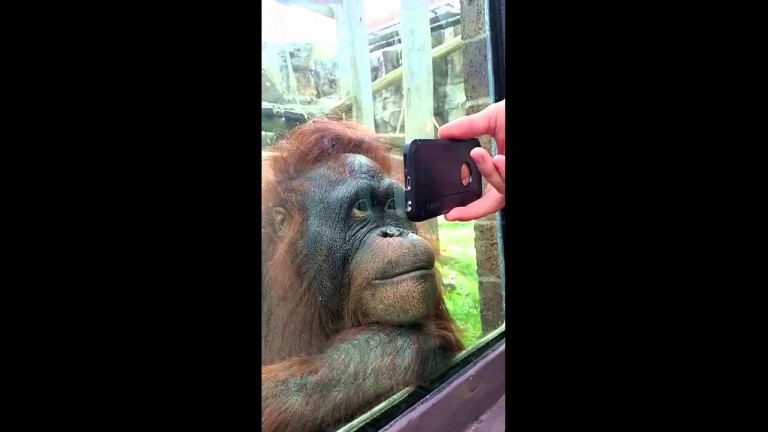 A este orangután le encanta ver videos por Internet