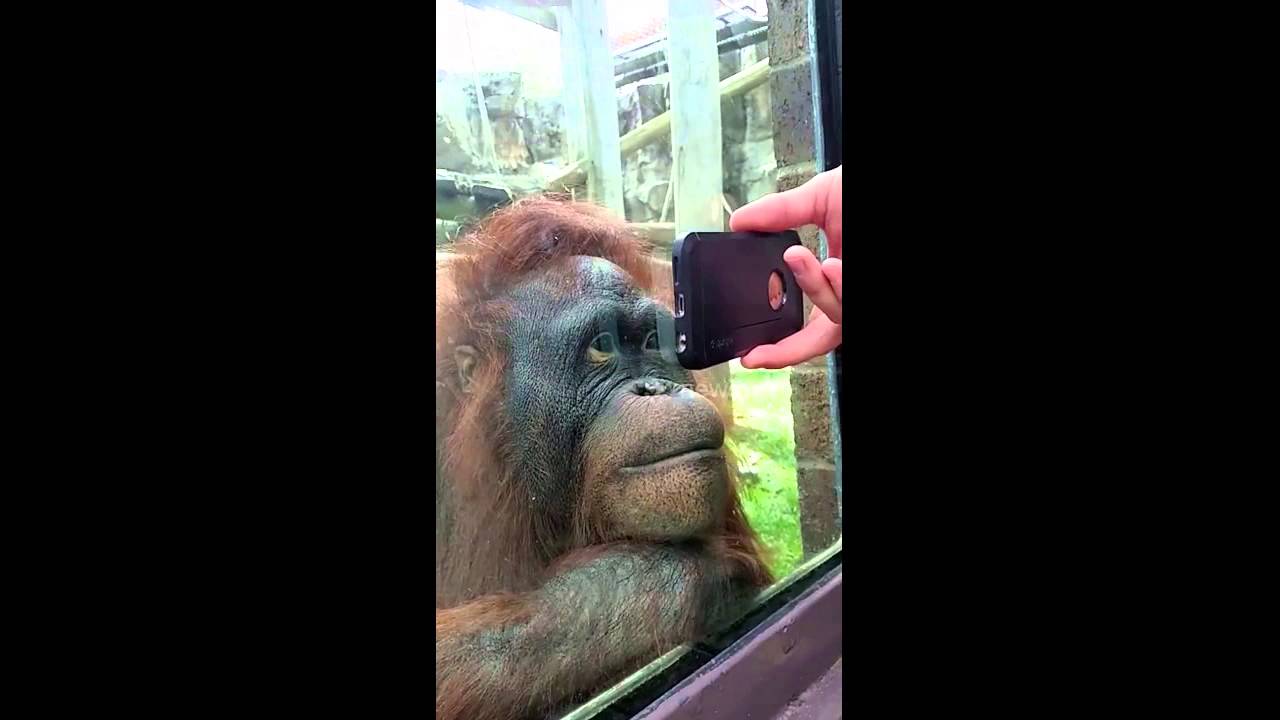 A este orangután le encanta ver videos por Internet