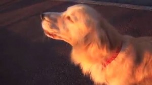 Perro imita el sonido de una sirena