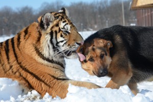 Tigre y perro, mejores amigos del mundo animal