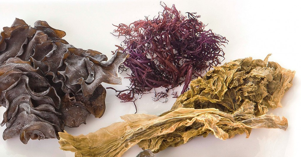 Tipos de algas marinas