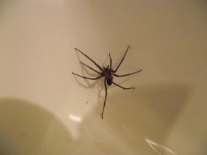 ¡Cuidado! Este verano aumentarán las arañas de rincón