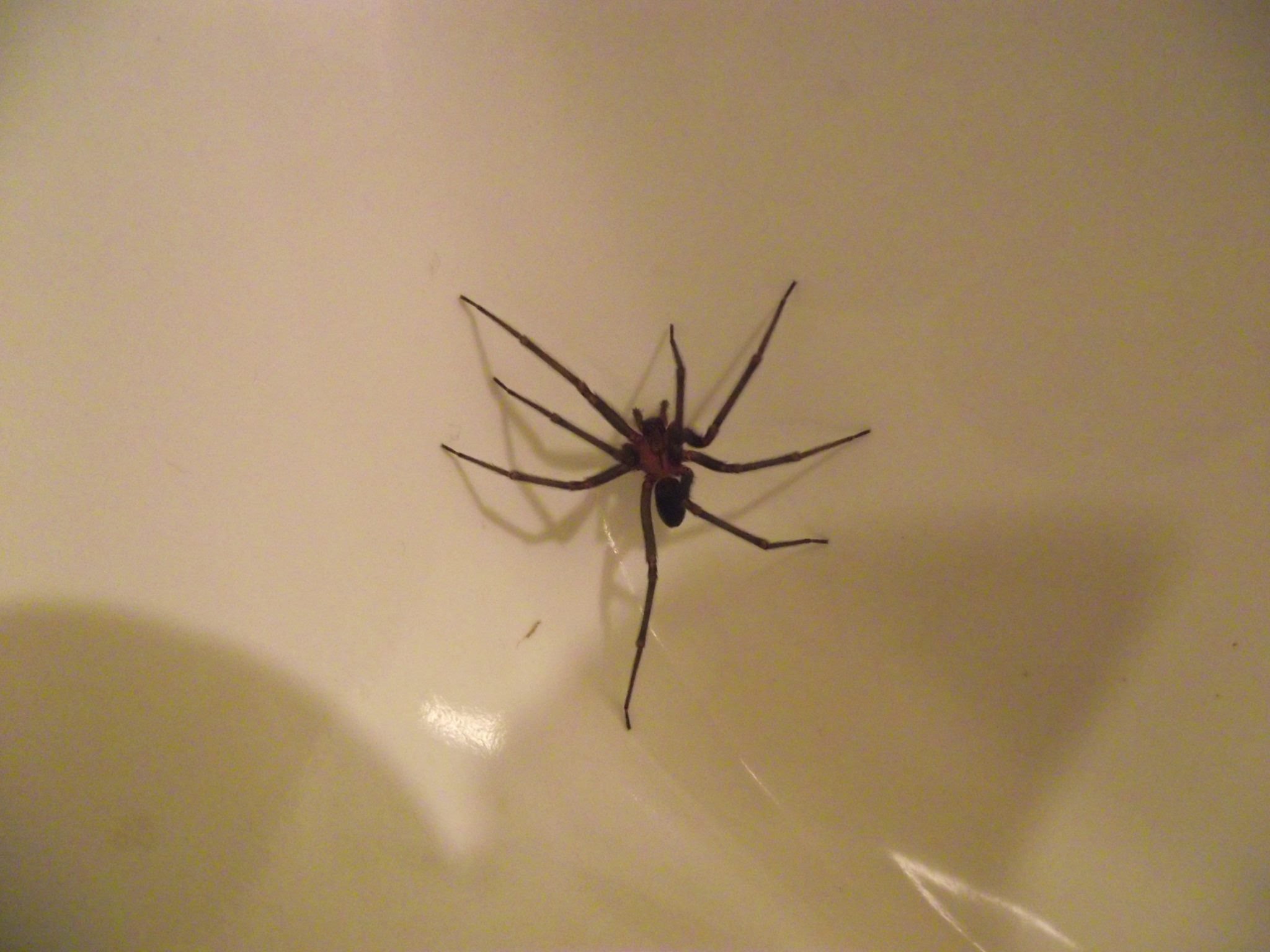 ¡Cuidado! Este verano aumentarán las arañas de rincón