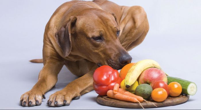 Las frutas que benefician la alimentación de tu perro
