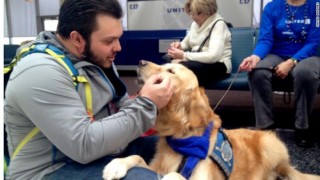 son-20-perros-entrenados-para-ayudar-a-las-personas-a-controlar-su-estr-s-y-nerviosismo-la-mayor-a-de-los-terapeutas-son-golden-retrievers