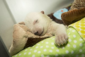 Oso polar bebé sueña por primera vez