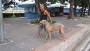 Una madre protege a sus gatitos de un perro de gran tamaño