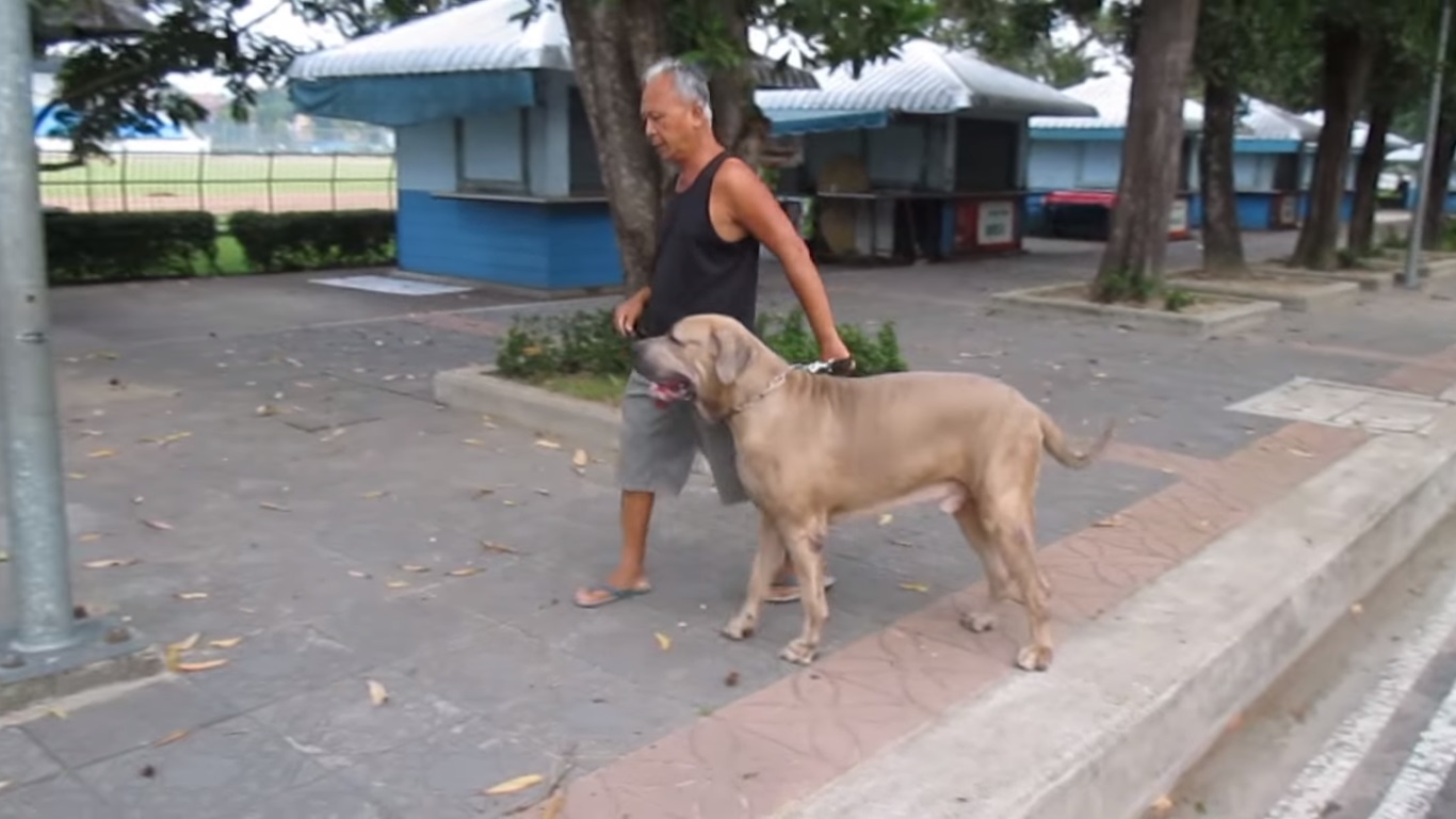 Una madre protege a sus gatitos de un perro de gran tamaño