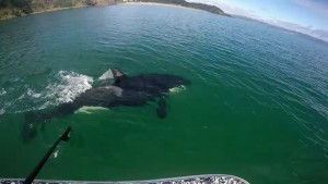 Una orca acompaña a un hombre mientras practica Stand Up Paddle