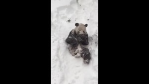 Oso panda disfruta revolcándose en la nieve