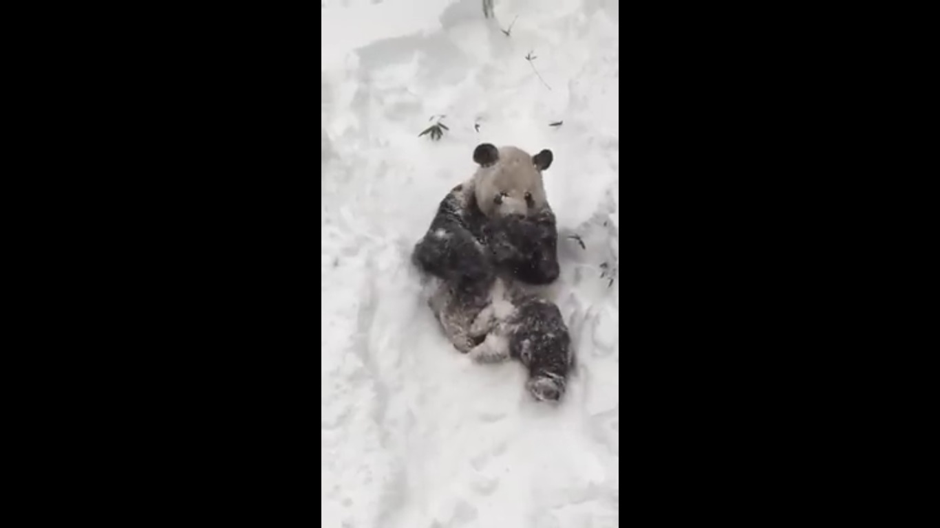 Oso panda disfruta revolcándose en la nieve