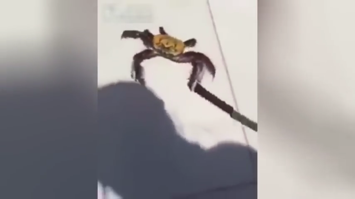 ¡Por poquito! Cangrejo se intenta escapar de un restaurant